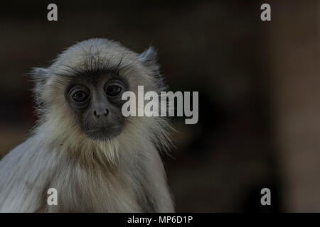 Grau langurs (Semnopithecus) oder Hanuman langurs, der am meisten verbreiteten langurs des indischen Subkontinents. Stockfoto