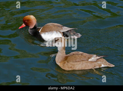 Männliche und weibliche Rot Crested Tafelenten (netta rufina) Schwimmen Stockfoto