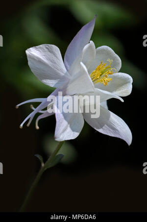 Weiße Akelei Feder Magic (Columbine) Stockfoto