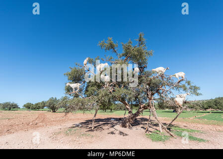Marokkanischen Ziegen in der arganbaum (Argania spinosa) essen Argan Muttern Stockfoto
