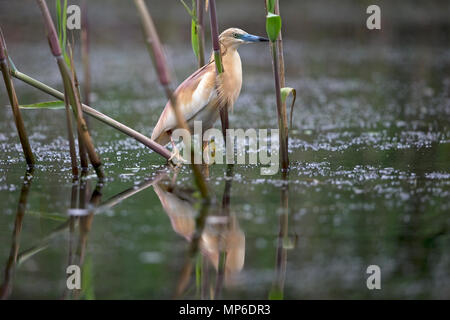 Squacco Heron (Ardeola Ralloides) Stockfoto