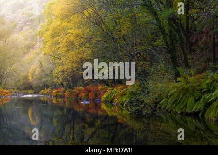 Los colores del otoño en el Río Eo, en Las cercanías de ein pontenova. Stockfoto