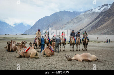 Ladakh, Indien - May 18, 2015. Touristen reiten Kamele in Ladakh, Indien. Ladakh ist die höchste Plateau im Bundesstaat Jammu und Kaschmir mit viel von ihm, Stockfoto