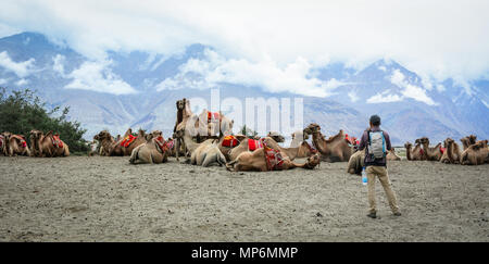 Ladakh, Indien - May 18, 2015. Kamele für Touristen in Ladakh, Indien warten. Ladakh ist die höchste Plateau im Bundesstaat Jammu und Kaschmir mit viel von ihm Stockfoto