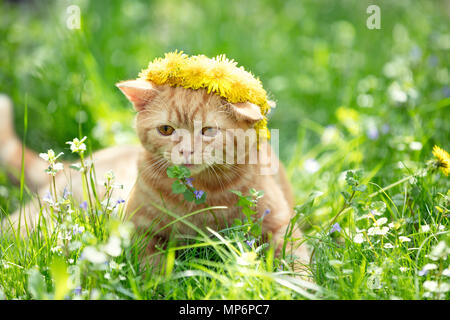 Kleine rote Kätzchen gekrönt Rosenkranz vom Löwenzahn Blumen auf grünem Rasen Stockfoto