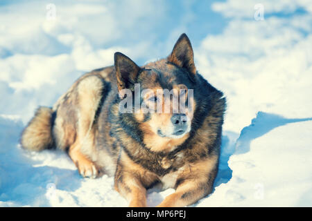 Hund liegend draußen im Schnee im Winter. Der Hund hat einen Rest im Schnee Stockfoto
