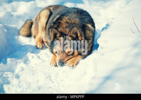 Hund liegend draußen im Schnee im Winter. Ein trauriger Hund schläft im Schnee Stockfoto