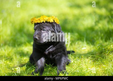 Kleine Labrador Retriever Welpen tragen Löwenzahn Kranz, sitzen auf dem Gras im Frühling Stockfoto