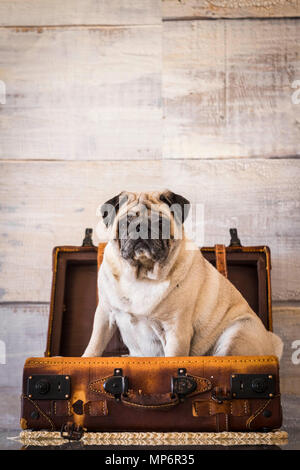 Hund Mops süß und lustig im Gepäck auf dem Tisch, immer bereit zu starten. wanderlust Konzept und alte Vintage troppey. Stockfoto