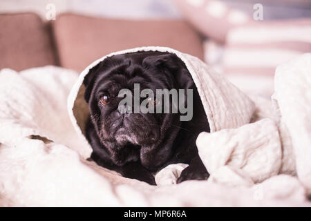 Mops Hund Spaß spielen unter der Decke. Liegen auf einem braunen Couch, schauen Sie mit zarten Augen in einer weißen Decke gewickelt. Stockfoto