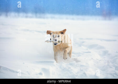 Labrador Retriever Hund führt den Befehl 'aport'. Der Hund Wanderungen durch den Schnee im Winter und trägt einen Stick in seine Zähne Stockfoto