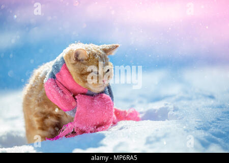 Porträt eines kleinen roten Kitten tragen Strickschal im Winter Stockfoto