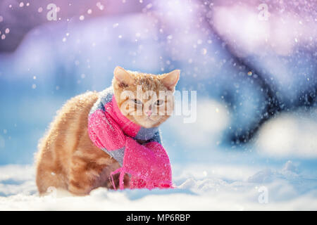 Porträt eines kleinen roten Kitten tragen Strickschal im Winter Stockfoto