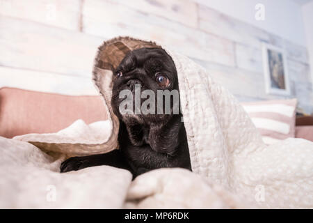 Mops Hund Spaß spielen unter der Decke. Liegen auf einem braunen Couch, schauen Sie mit zarten Augen in einer weißen Decke gewickelt. Stockfoto