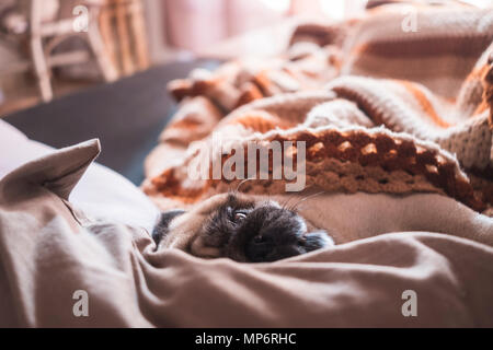 Lustig nett Mops Hund schlafen auf dem Sofa zu Hause mit einem Morgen Hintergrundbeleuchtung aus dem Fenster. Faul Konzept Stockfoto