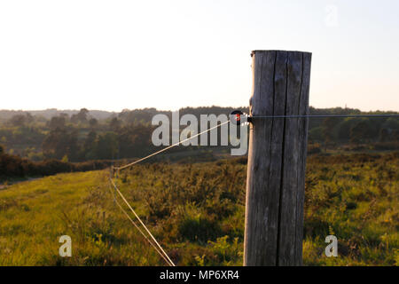 Zaunpfosten in der Abendsonne Stockfoto