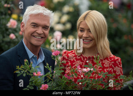 Royal Hospital Chelsea, London, Großbritannien. 21. Mai, 2018. Drücken Sie Tag für die Rhs Chelsea Flower Show 2018. Foto: Phillip Schofield und Holly Willoughby, ITV heute Morgen Moderatoren, stellt eine besondere Rose mit dem Namen 'Am Morgen "30 Jahre des Programms auf TV zu feiern, von kordes Rosen ins Leben gerufen. Credit: Malcolm Park/Alamy Leben Nachrichten. Stockfoto