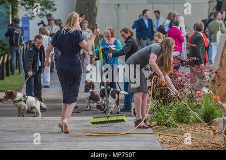 London, Großbritannien. 21. Mai 2018. Letzte Vorbereitungen auf die MARSCHÄLLE stehen als Spürhunde auf - Presse Tag an der RHS Chelsea Flower Show im Royal Hospital, Chelsea suchen. Credit: Guy Bell/Alamy leben Nachrichten Stockfoto