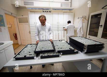 Wiesbaden, Deutschland. 02 Mai, 2018. 02. Mai 2018, Deutschland, Wiesbaden: Ocularists Suche inmitten von Glass Eye Blanks für die richtige Farbe für den Patienten. Die Firma F. Ad. Mueller SOEHNE OHG produziert künstliche Glasaugen seit 1860. Credit: Andreas Arnold/dpa/Alamy leben Nachrichten Stockfoto