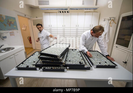 Wiesbaden, Deutschland. 02 Mai, 2018. 02. Mai 2018, Deutschland, Wiesbaden: Ocularists Suche inmitten von Glass Eye Blanks für die richtige Farbe für den Patienten. Die Firma F. Ad. Mueller SOEHNE OHG produziert künstliche Glasaugen seit 1860. Credit: Andreas Arnold/dpa/Alamy leben Nachrichten Stockfoto