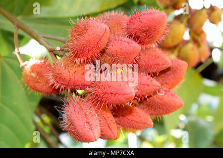 Reif Rambutan (Nephelium lappaceum) Früchte tropische Frucht auf Zweig, Kuba Stockfoto