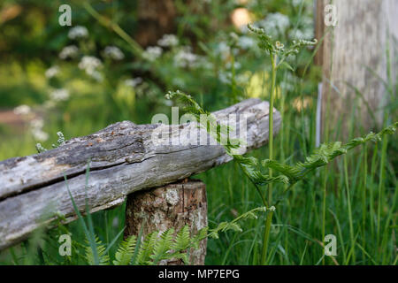 Alte morsche Holzwand Stockfoto