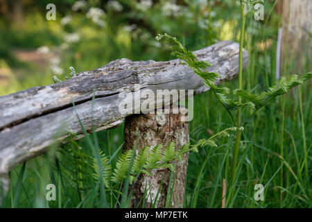 Alte morsche Holzwand Stockfoto