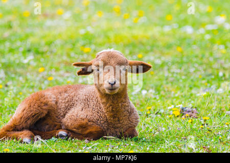 Niedliches kleines Lamm auf Kamera in einer Wiese Stockfoto