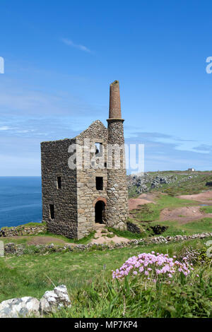 Sparsamkeit Blumen und Wheal Owles Mine aus der South West Coast Path, in der Nähe von St nur Botallack, Cornwall, Großbritannien Stockfoto