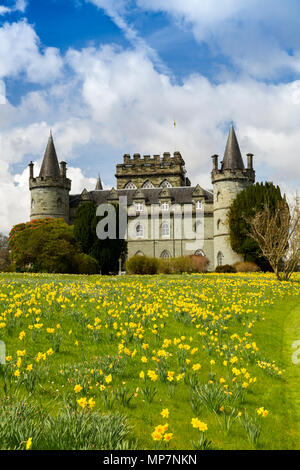 Narzissen in der Begründung der historischen Inveraray Castle, Sitz des Clan Campbell, die an den Ufern des Loch Fyne, Argyll and Bute, Schottland, UK steht Stockfoto