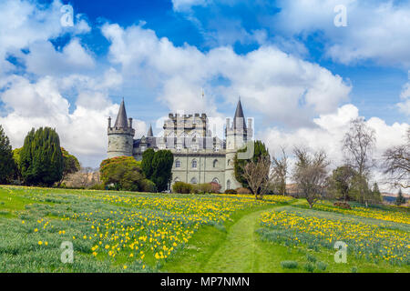 Narzissen in der Begründung der historischen Inveraray Castle, Sitz des Clan Campbell, die an den Ufern des Loch Fyne, Argyll and Bute, Schottland, UK steht Stockfoto