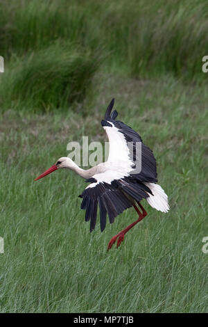 Weißstorch (Ciconia ciconia) Rumänien RO Mai 2018 Stockfoto