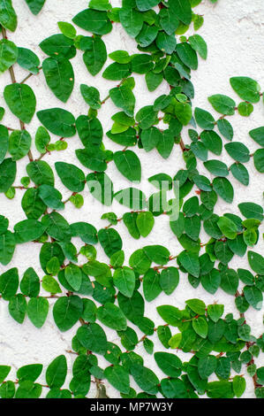 Schleichende Abb. Anlage (ficus pumila) auf einer weißen Wand Stockfoto