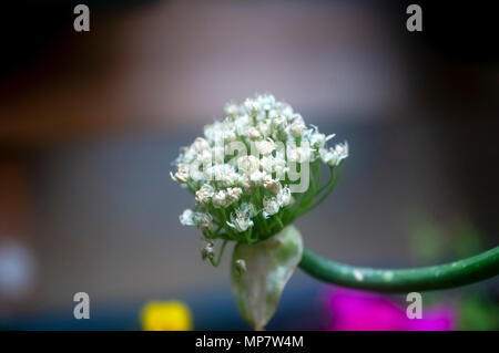 Flowerhead einer Zwiebel (Allium sp.) fotografiert im Mai Stockfoto