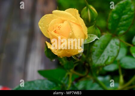 Gelbe Rose mit Regen droops Stockfoto