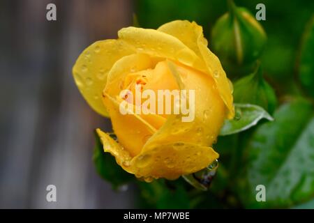 Gelbe Rose mit Regen droops Stockfoto