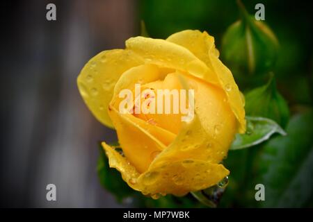 Gelbe Rose mit Regen droops Stockfoto