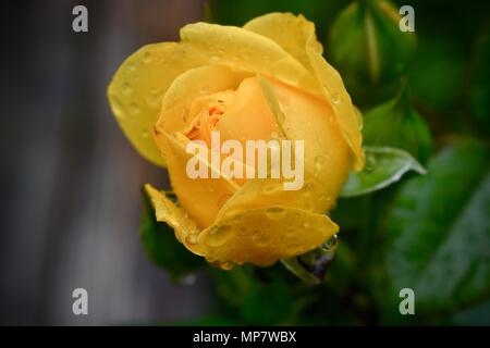 Gelbe Rose mit Regen droops Stockfoto