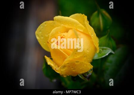 Gelbe Rose mit Regen droops Stockfoto