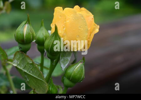 Gelbe Rose mit Regen droops Stockfoto