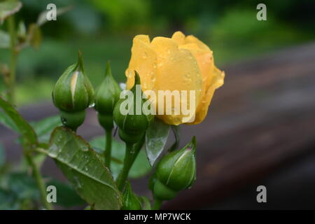 Gelbe Rose mit Regen droops Stockfoto