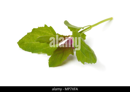 Bunte frische junge raw Erbstück baum Spinat Blatt auf weißem Hintergrund Stockfoto