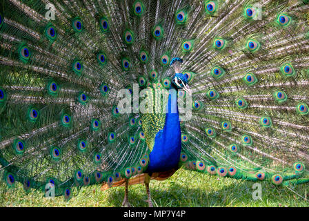 Nahaufnahme von Pfau mit seinem Flügel öffnen Stockfoto