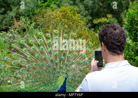 Park Bagatelle, Paris, Frankreich, Kaukasier, ein Foto von einem Pfau mit seinem Handy, Stockfoto