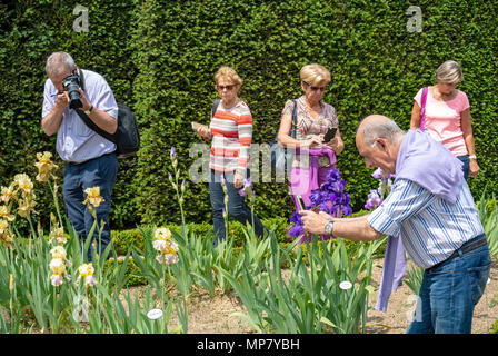 Park Bagatelle, Paris, Frankreich, Kaukasische älterer Männer, die ein Foto iris Blumen Stockfoto