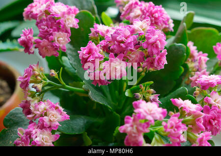 Kalanchoe, Topfpflanzen mit kleinen rosa Blüten und dicke Blätter, potted flower Kalanchoe Stockfoto