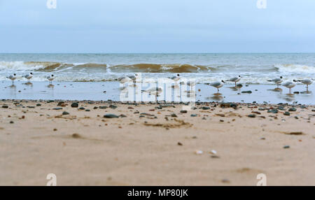 Wasservögel an der Küste, Meer, Möwen und Steine, Möwen Fett an der Küste Stockfoto