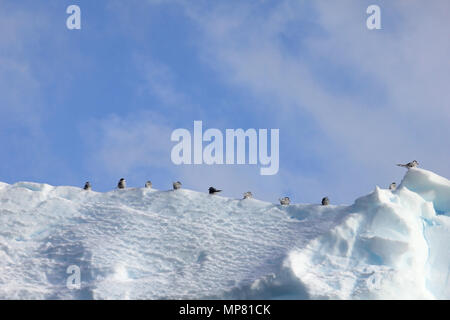 Kelp Möwen und Küstenseeschwalben fliegen und sitzen auf eisbergs, Antarktische Halbinsel Stockfoto