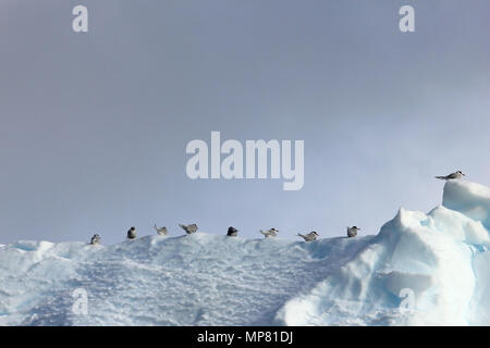 Kelp Möwen und Küstenseeschwalben fliegen und sitzen auf eisbergs, Antarktische Halbinsel Stockfoto