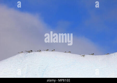 Kelp Möwen und Küstenseeschwalben fliegen und sitzen auf eisbergs, Antarktische Halbinsel Stockfoto